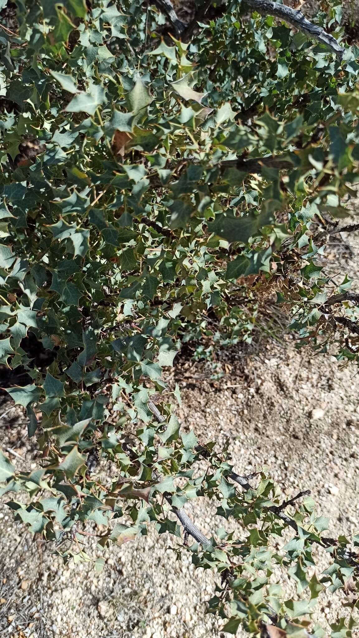 Image of Fremont's mahonia