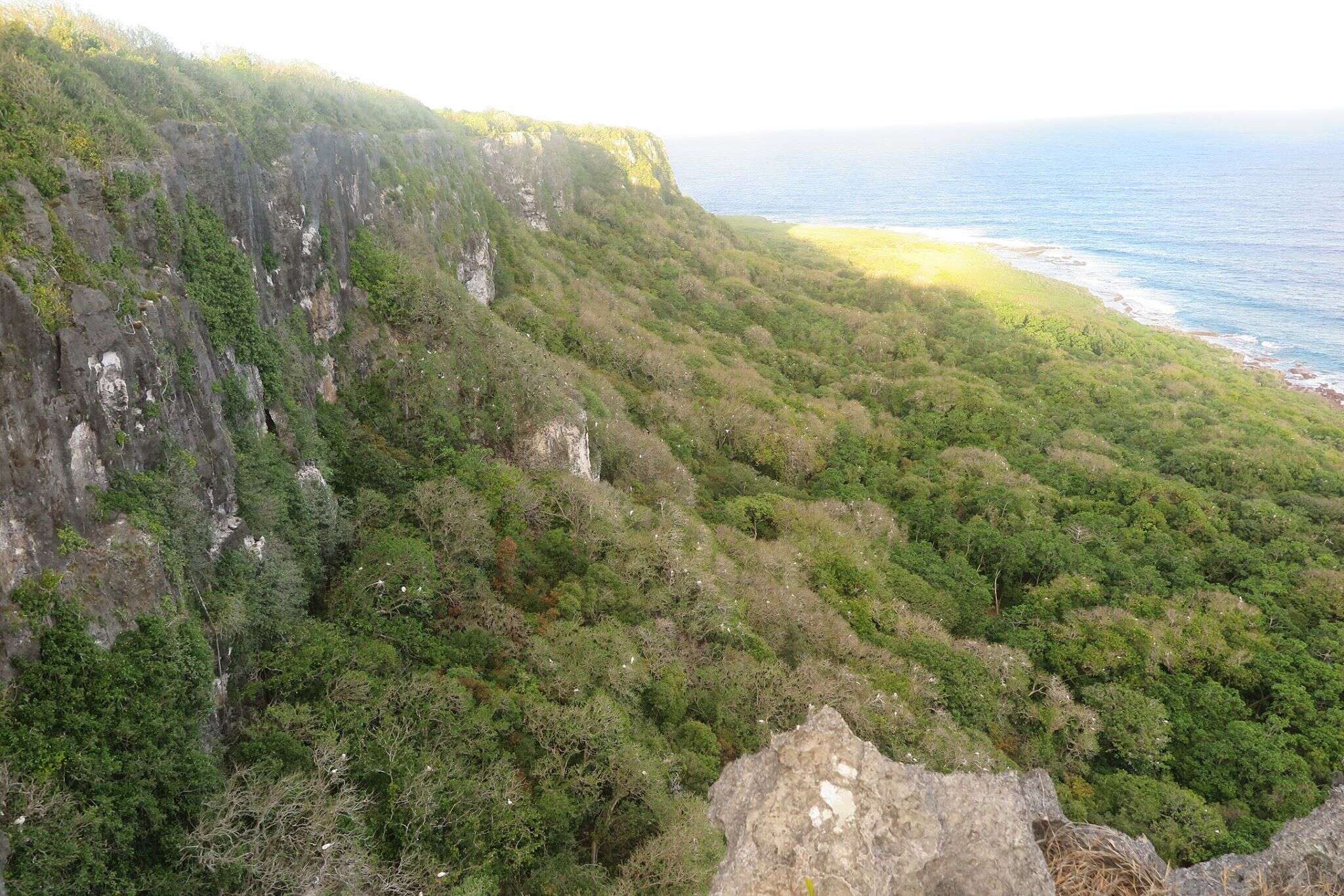 Image de Roussette Des Îles Marianes