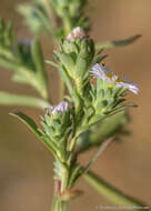 Image of short-rayed alkali aster