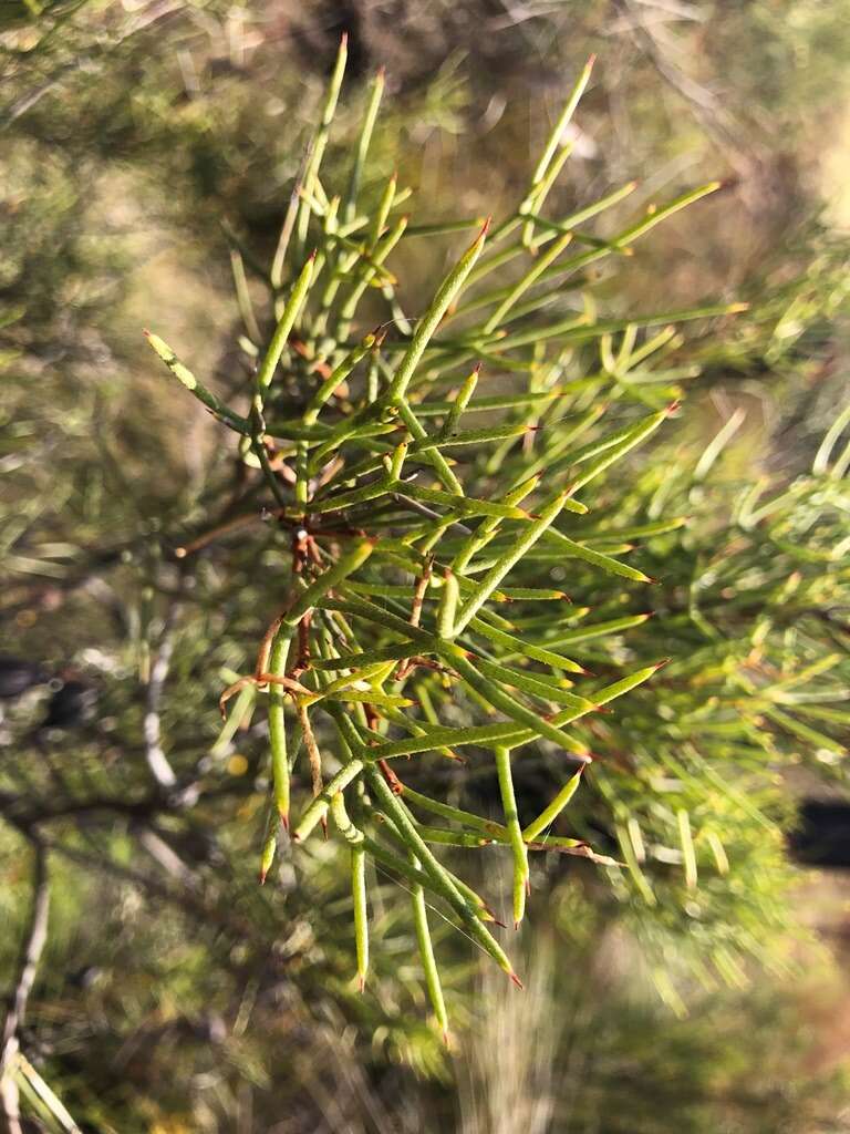 Image of Hakea purpurea Hook.