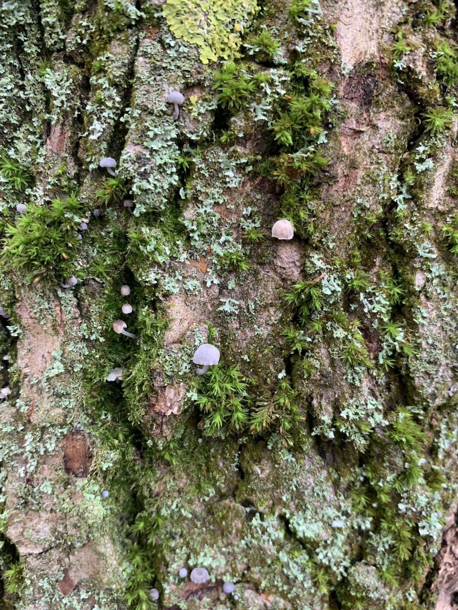 Image of Mycena pseudocorticola Kühner 1938