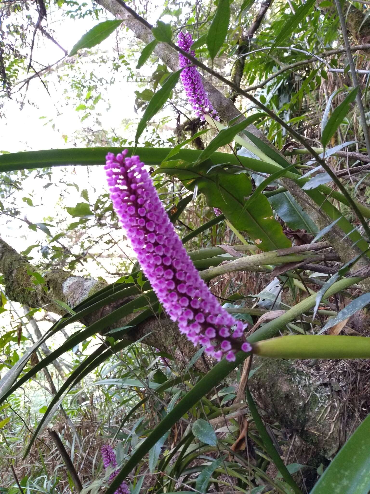 Image of Arpophyllum giganteum Hartw. ex Lindl.