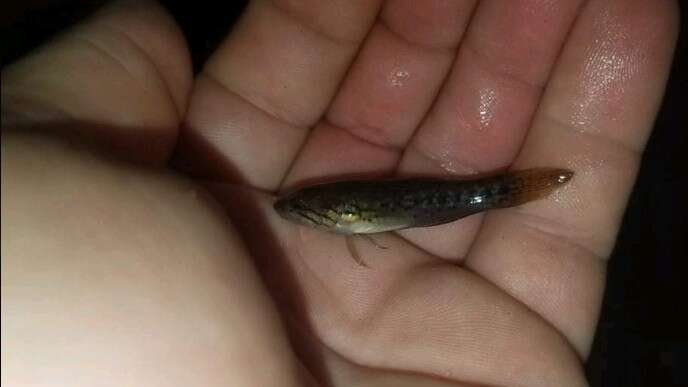 Image of Northern purplespotted gudgeon