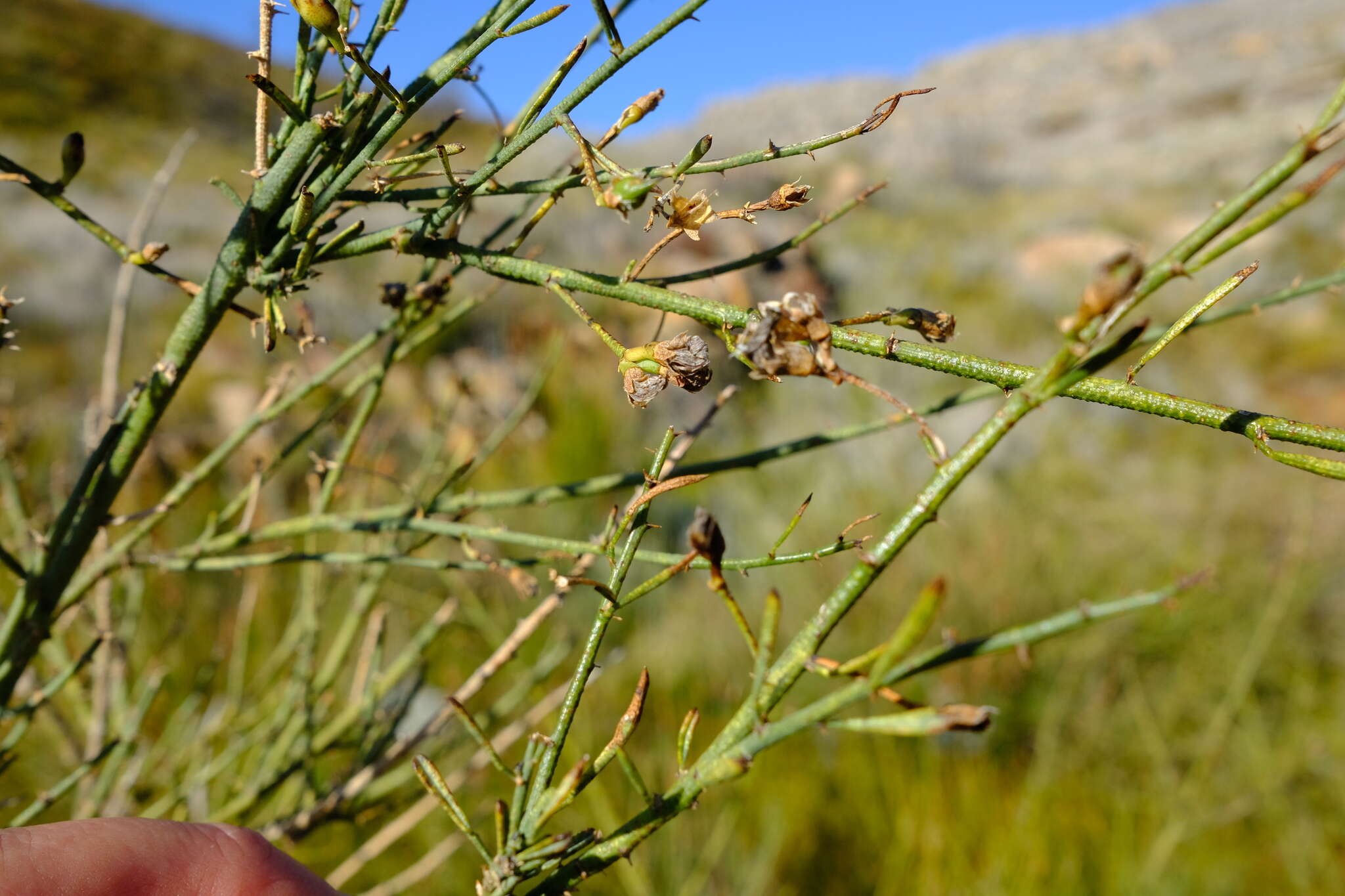 Image de Psoralea verrucosa Willd.