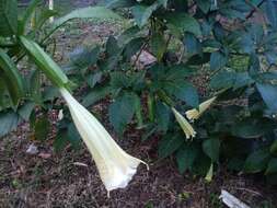 Image de Brugmansia insignis (Barb-Rodr.) T. E. Lockwood ex E. Wade Davis