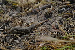 Image of Dwarf Lizard