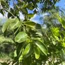 Image of violet tree