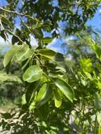 Image of violet tree