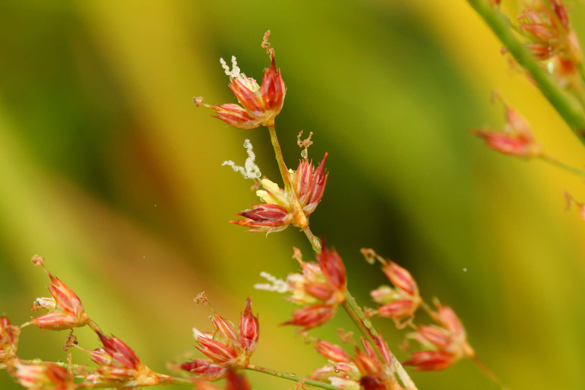 Imagem de Juncus oxymeris Engelm.