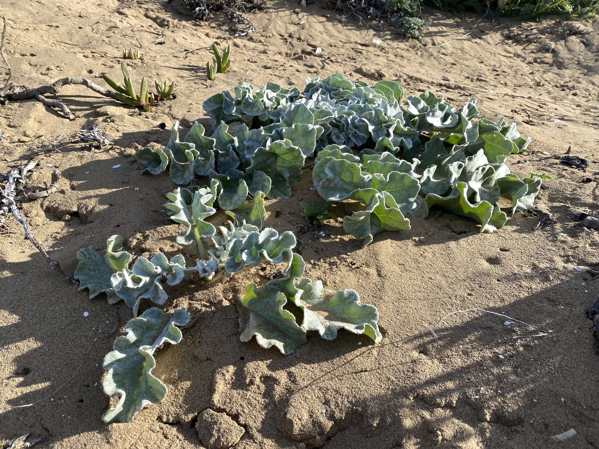 Image of surf thistle