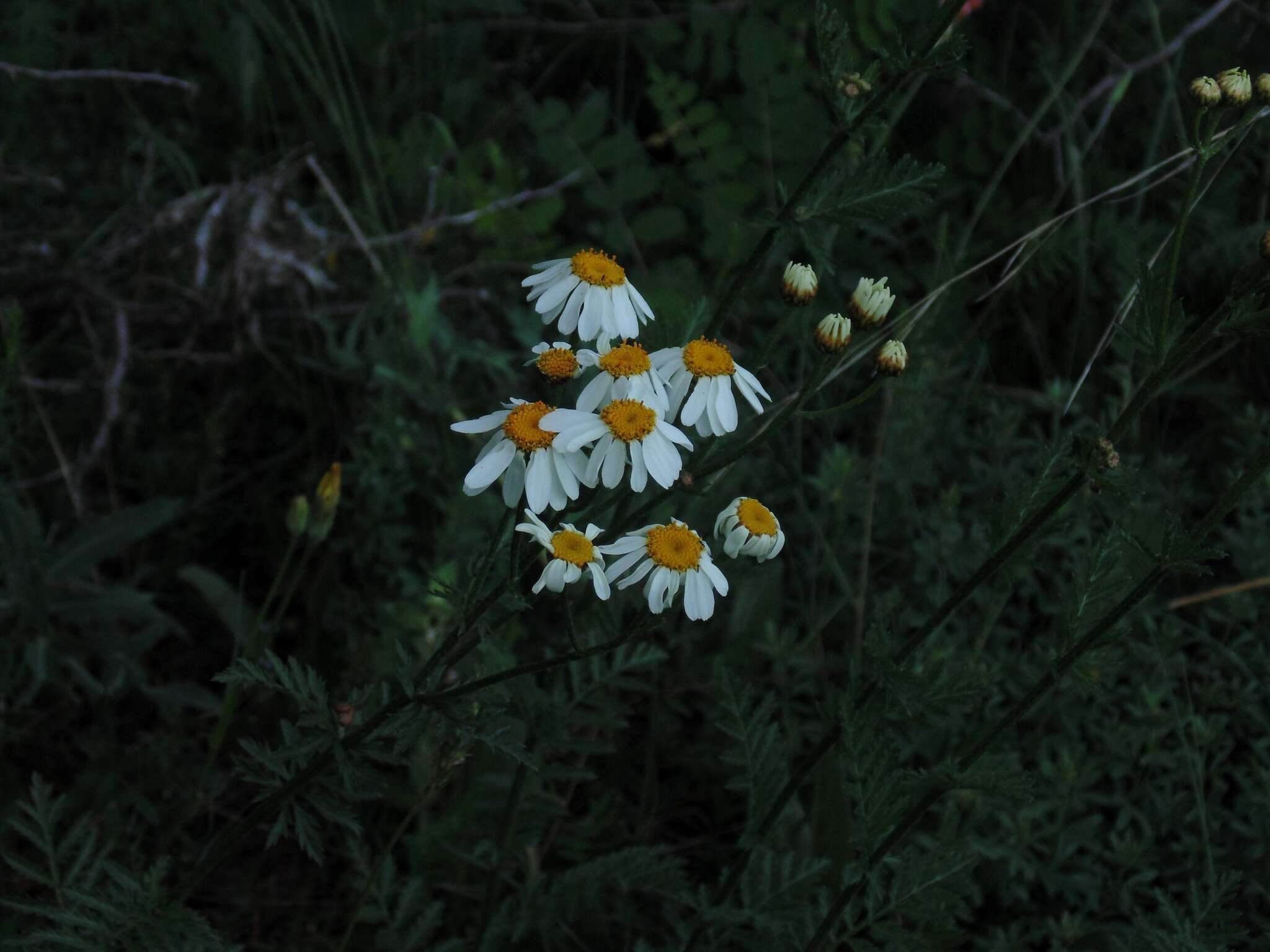 Image of corymbflower tansy