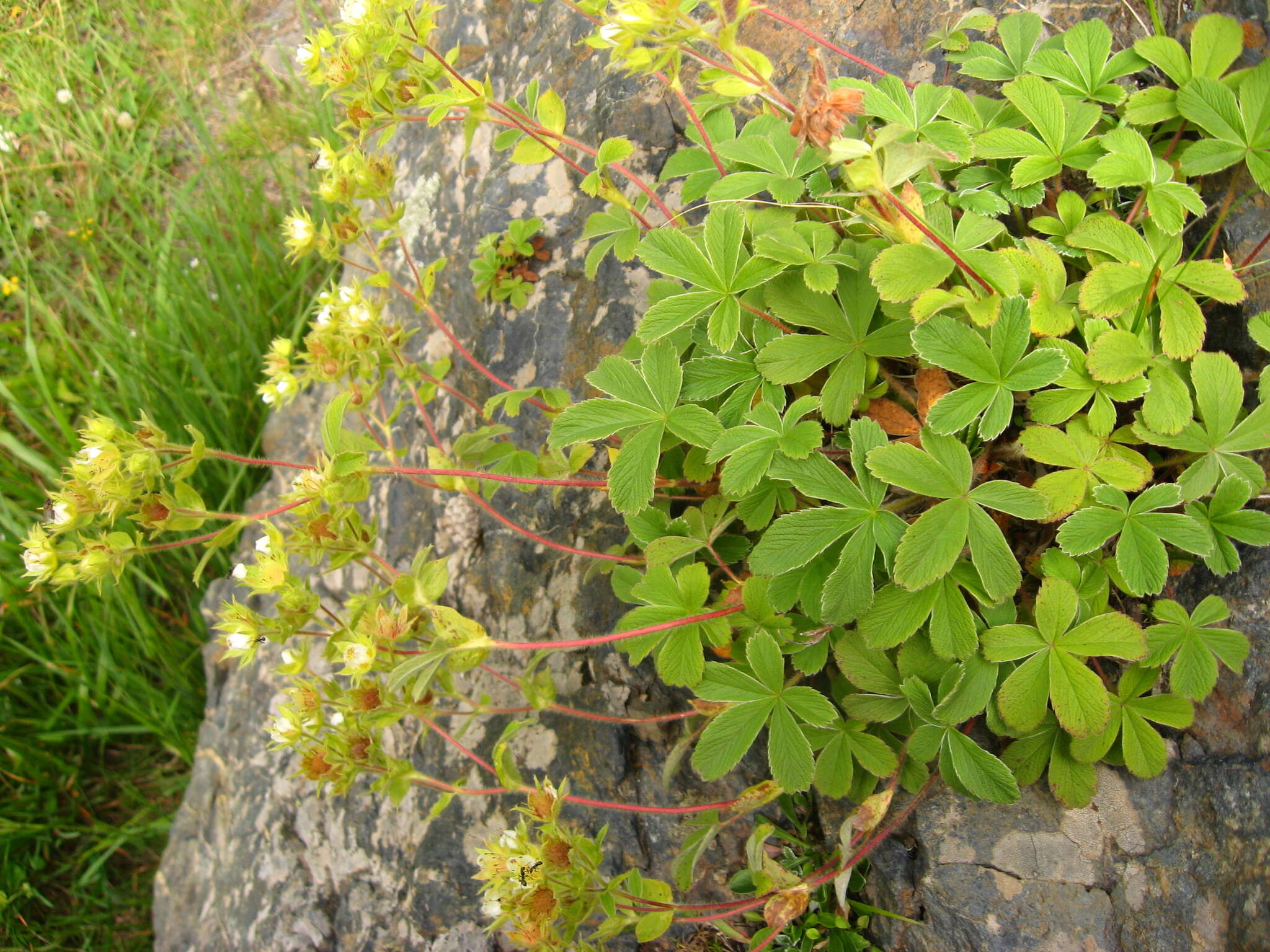 Image of Potentilla brachypetala Fisch. & Mey. ex Lehm.