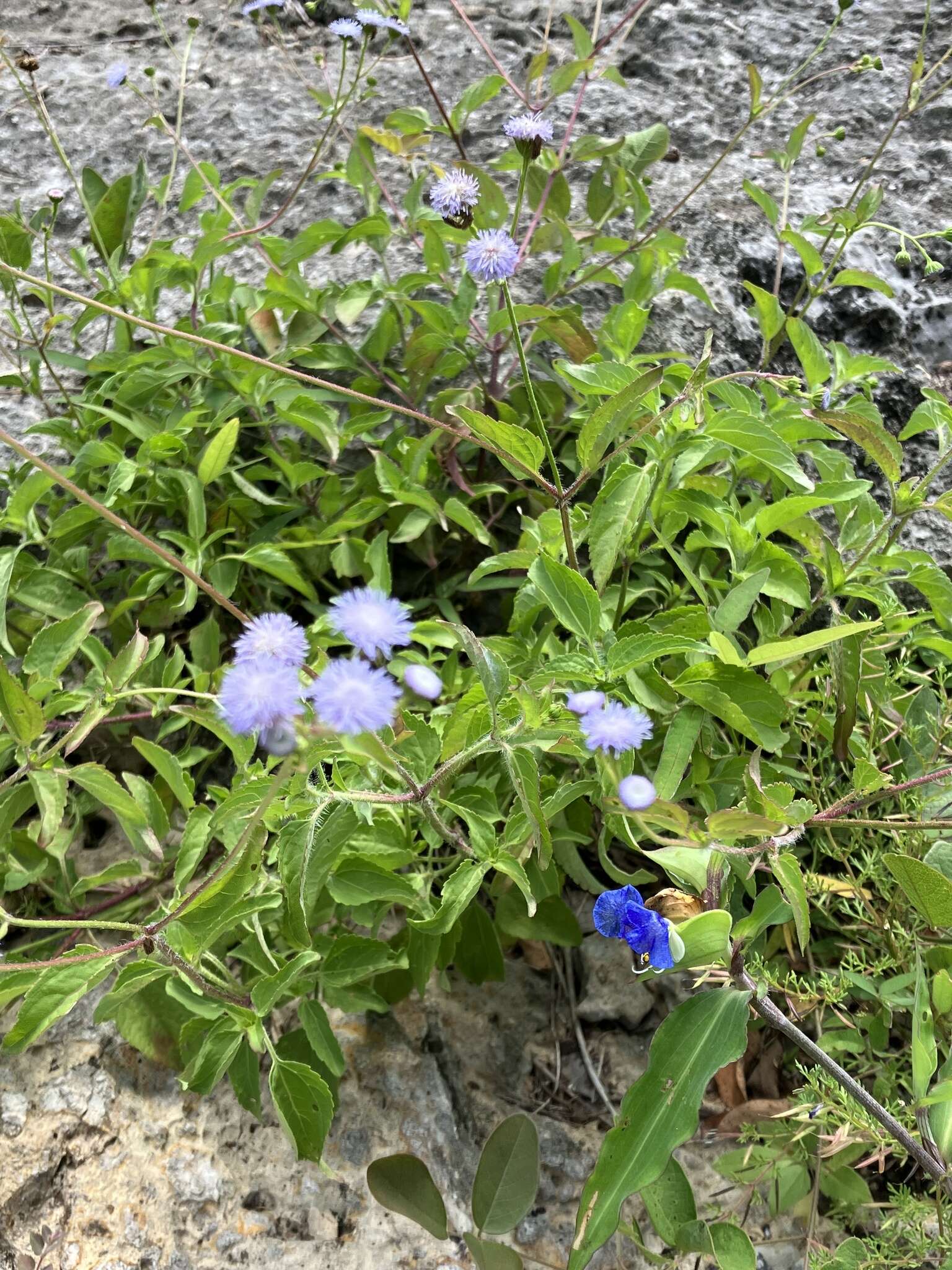 Plancia ëd Ageratum gaumeri B. L. Rob.