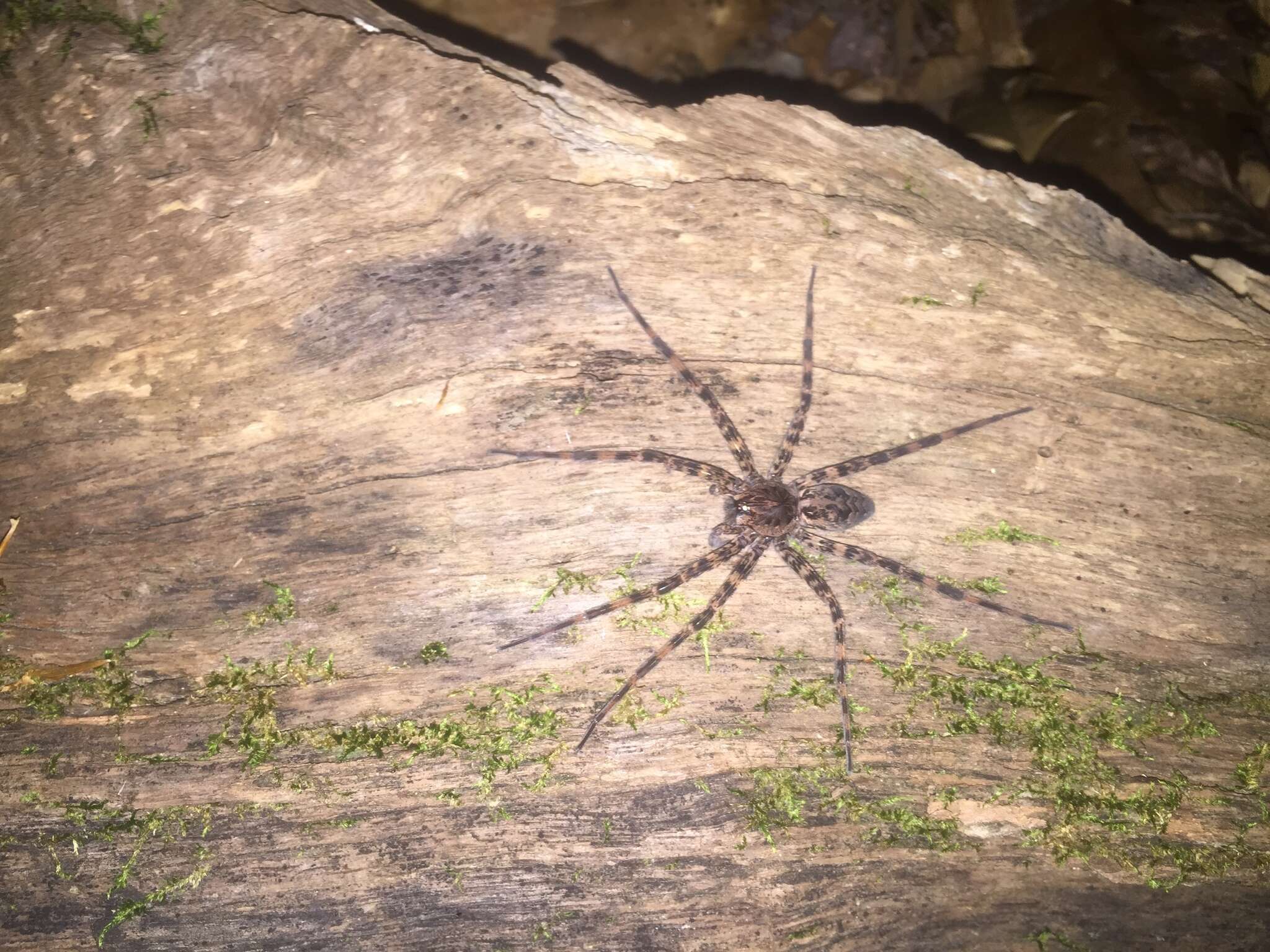 Image of Dolomedes tenebrosus Hentz 1844