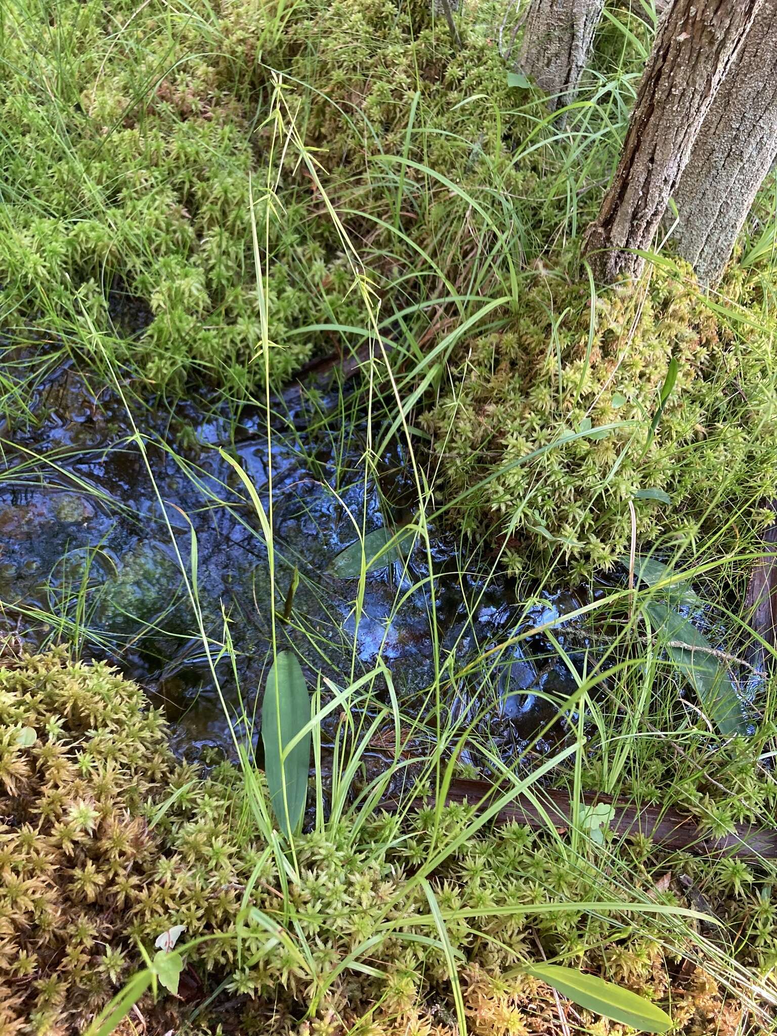 Image of Collins' sedge