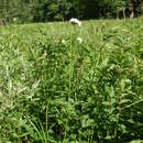 Image of Valeriana excelsa subsp. sambucifolia (J. C. Mikan ex Pohl) Holub