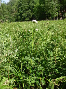 Image of Valeriana excelsa subsp. sambucifolia (J. C. Mikan ex Pohl) Holub