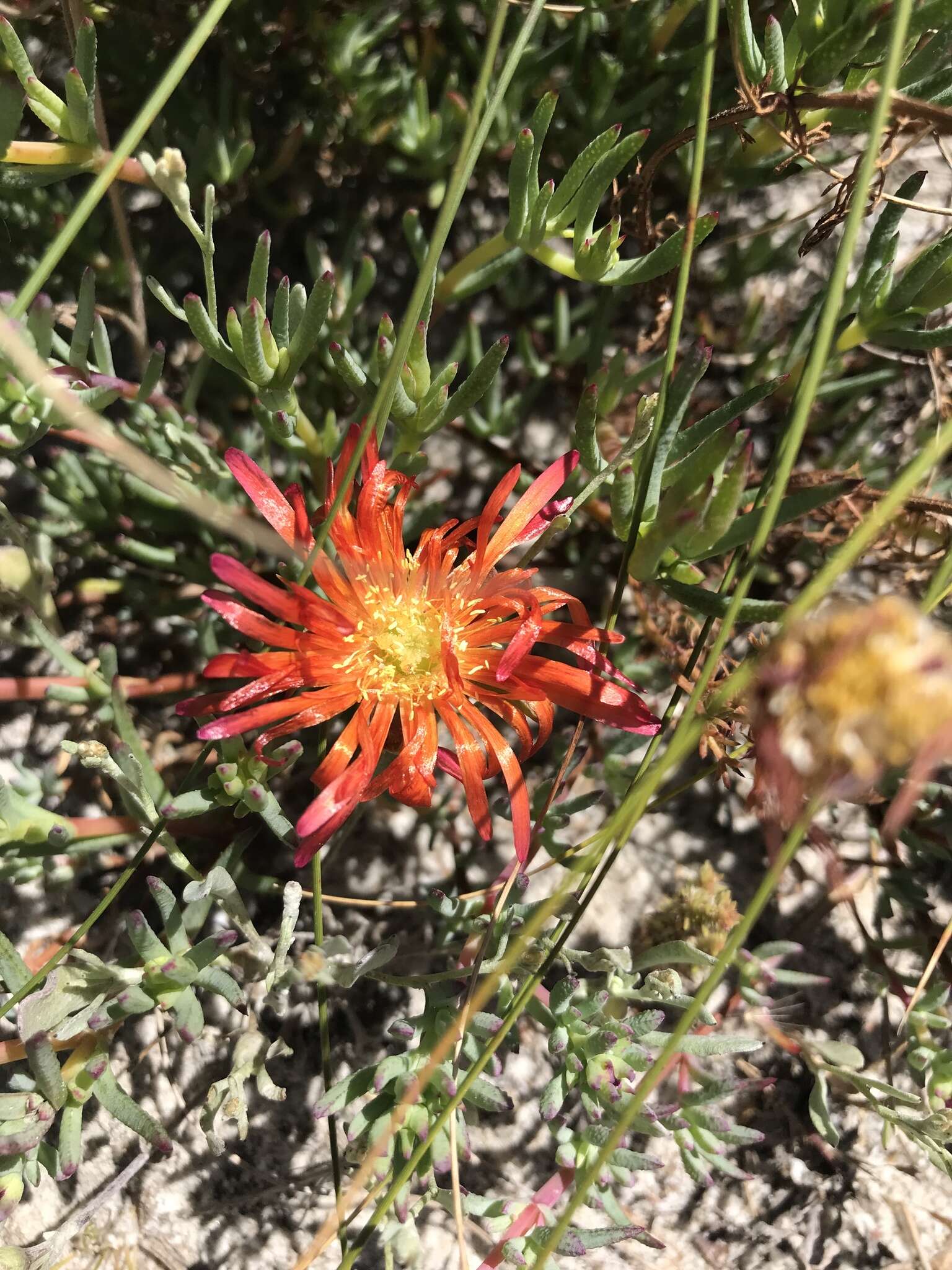 Image of Lampranthus glaucoides (Haw.) N. E. Br.