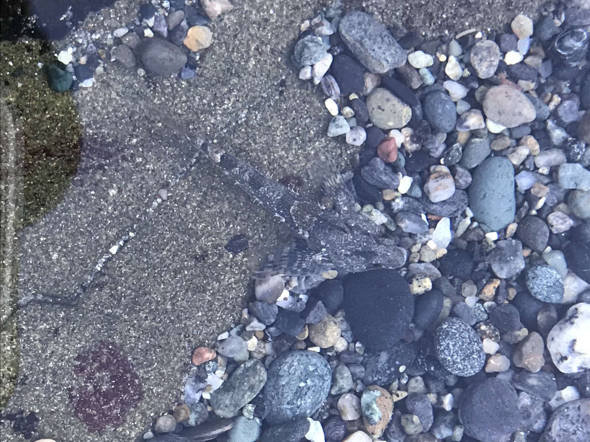 Image of Tidepool sculpin