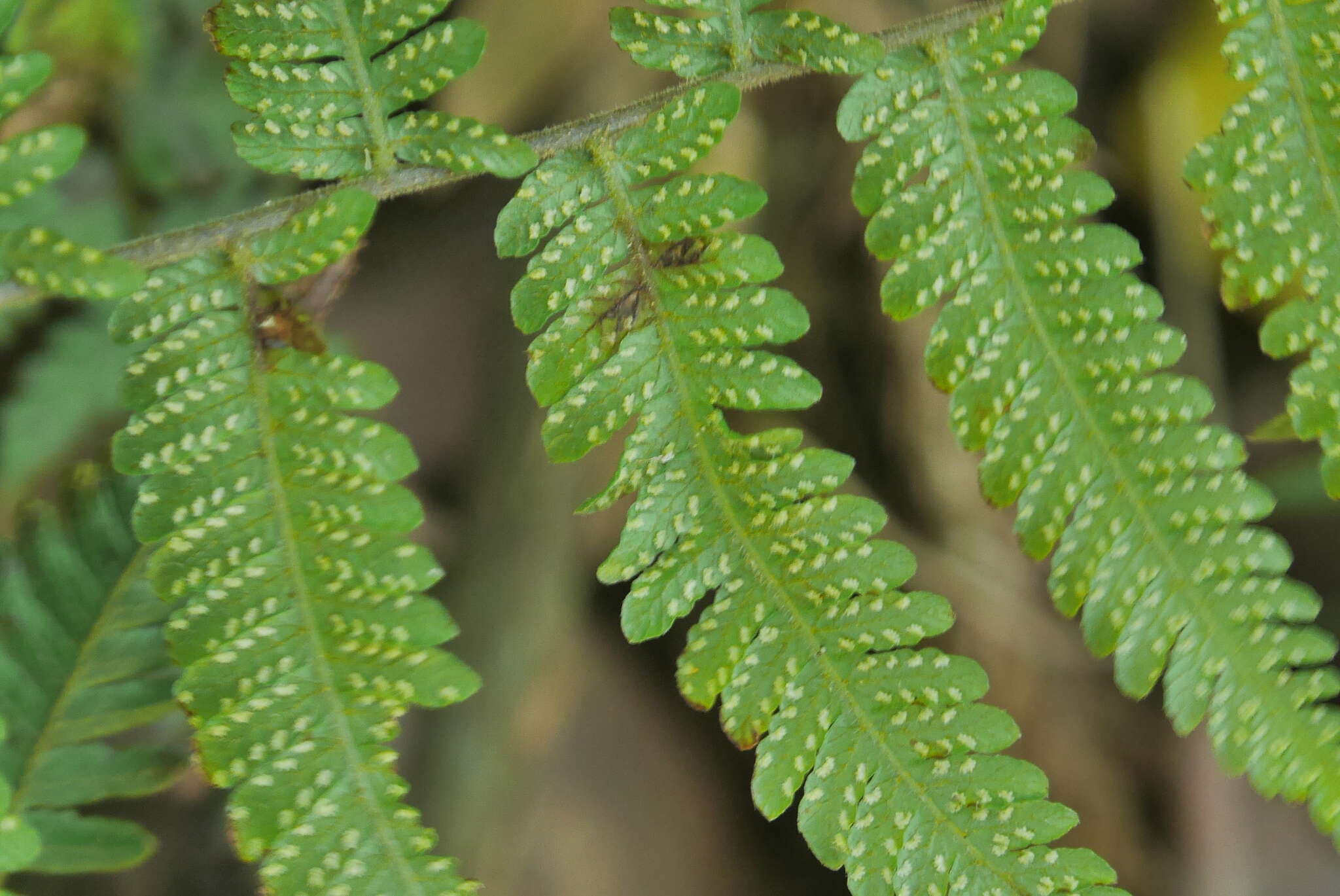 Image of Amauropelta glanduligera