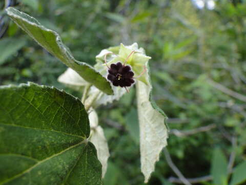 Image of Ayenia ovata Hemsl.