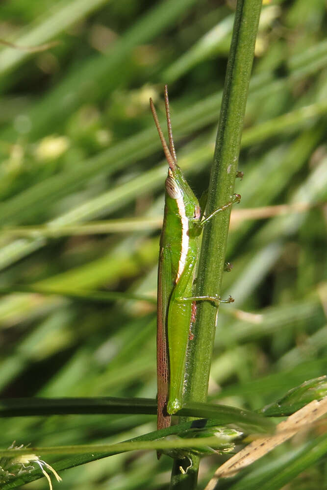 Image of Tucayaca gracilis (Giglio-Tos 1897)