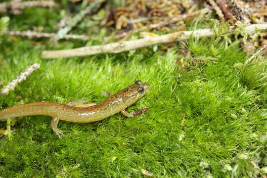 Image of Santeetlah Dusky Salamander