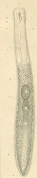 Image of <i>Prorhynchus stagnalis</i> Schultze 1851