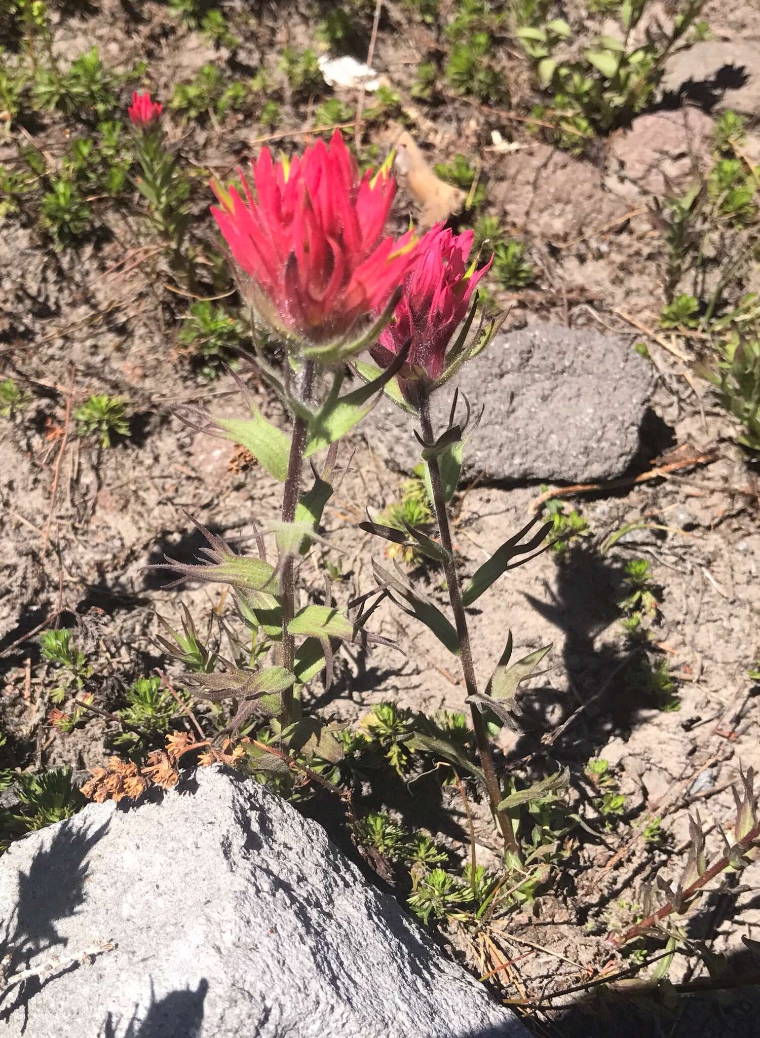 Image of Henry Indian paintbrush