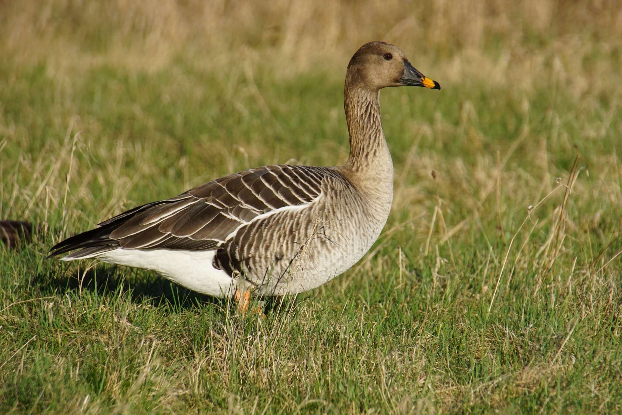 Image of Taiga Bean Goose