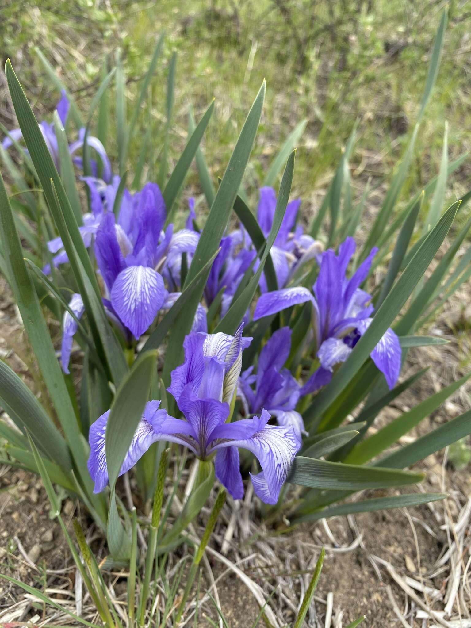 Image of Iris lactea Pall.