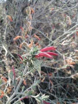 Image of Dicliptera inaequalis Greenm.