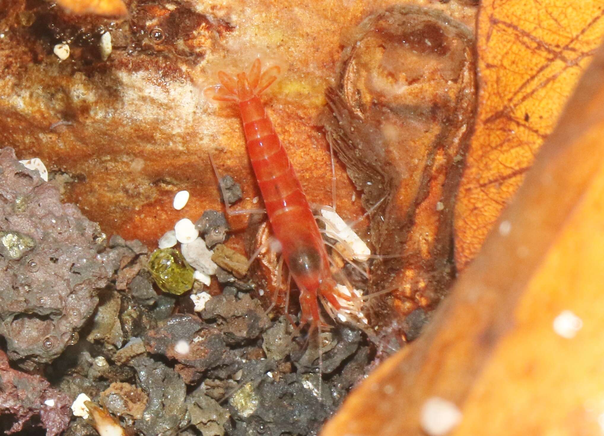 Image of Hawaiian red shrimp