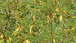 Image of African weeping-wattle