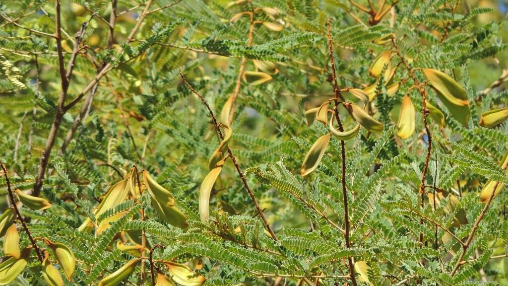 Image of African weeping-wattle