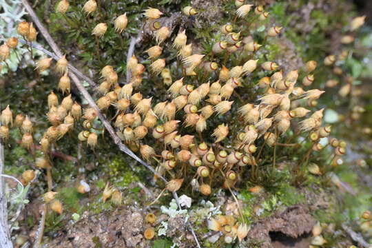 Image of Pogonatum nanum Palisot de Beauvois 1805