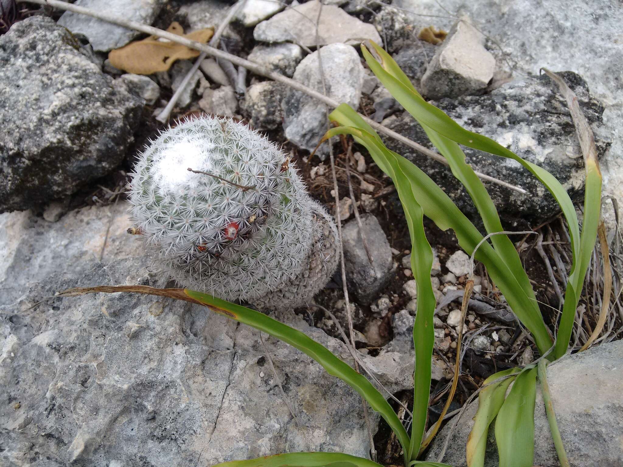 Image of Mammillaria albilanata subsp. tegelbergiana (G. E. Linds.) D. R. Hunt