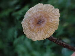 Image of Marasmiellus dendroegrus Singer 1973