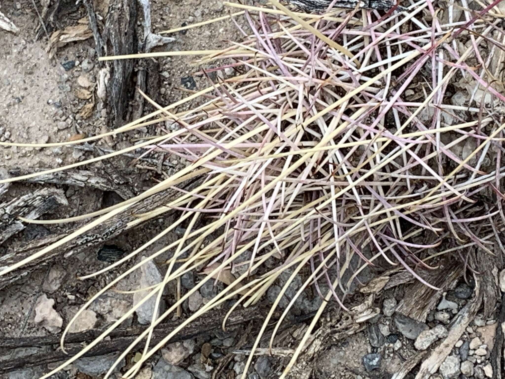 Image of Chihuahuan Fishhook Cactus