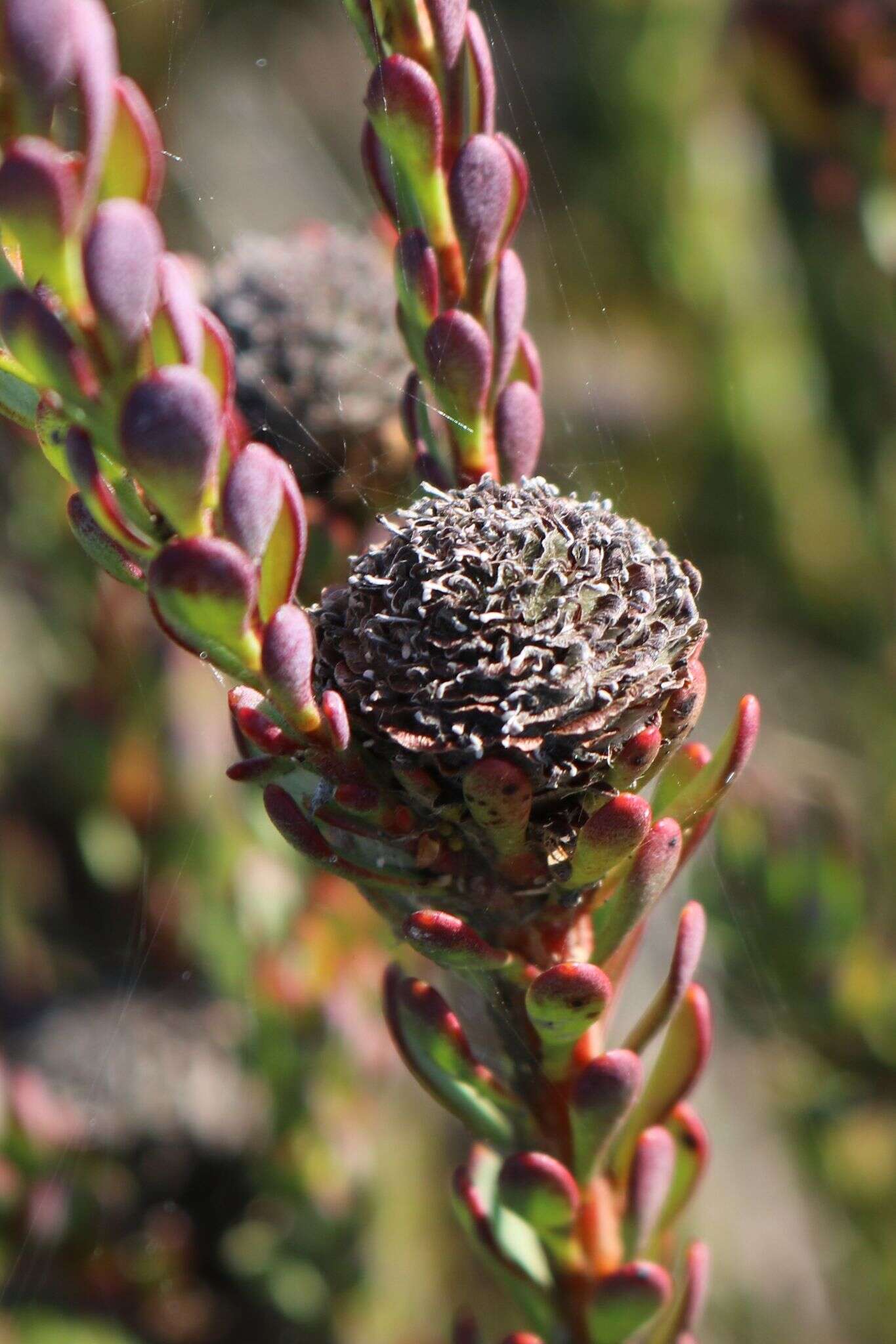 Image of Cape Flats Conebush