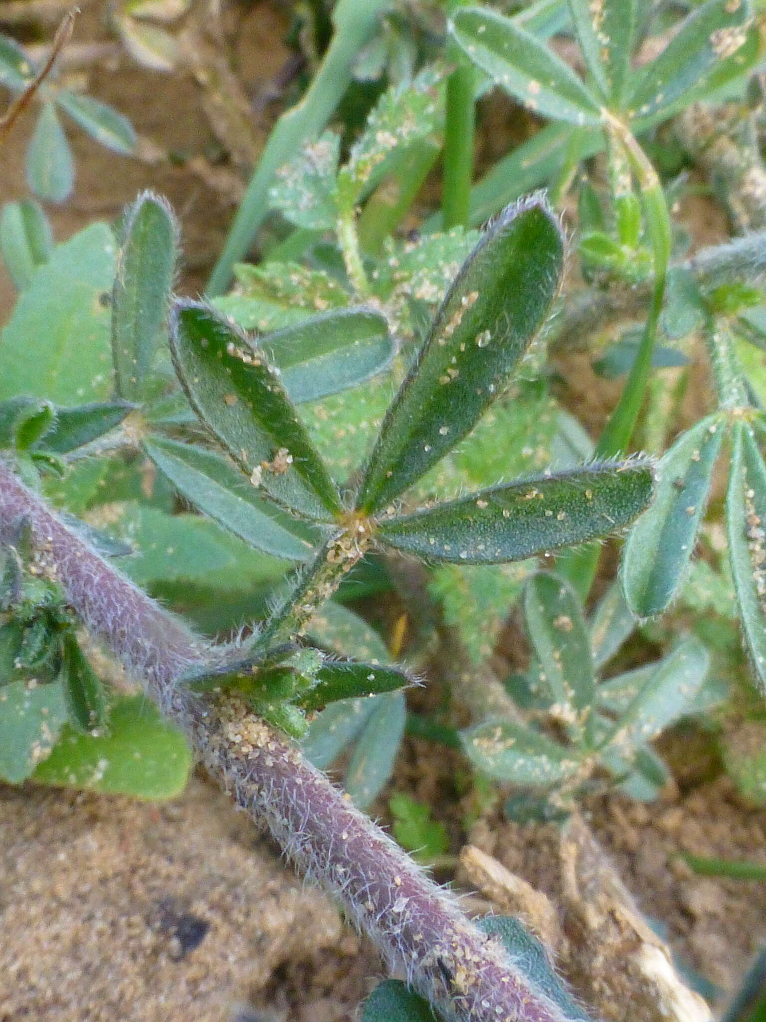 Image of Melolobium aethiopicum (L.) Druce