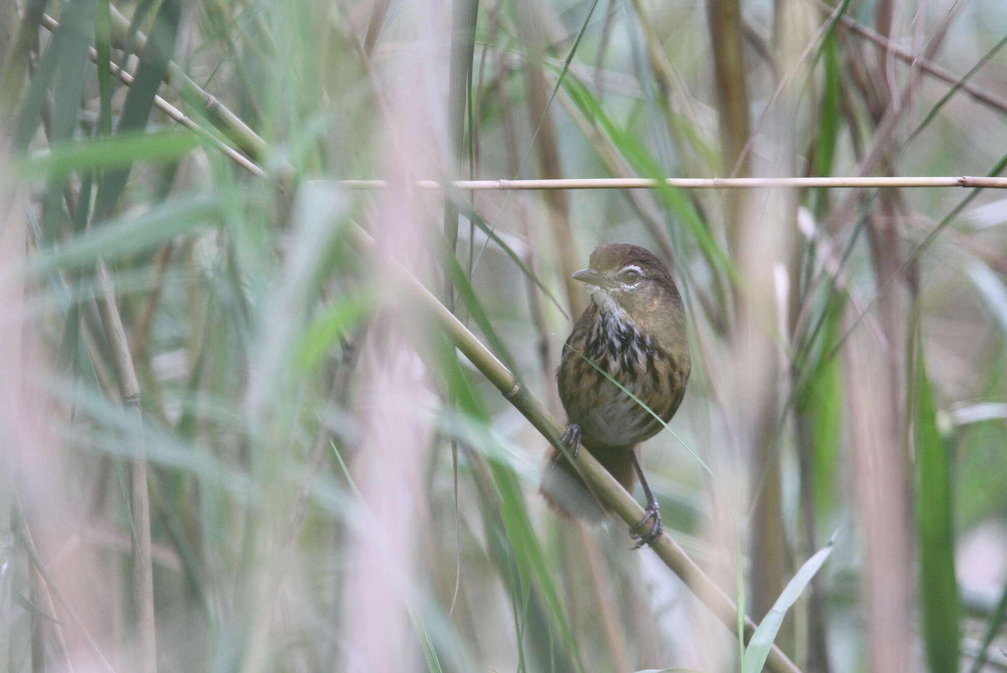 Image of Marsh Babbler