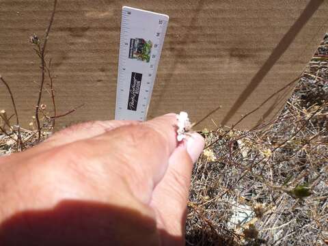 Image of sticky western rosinweed