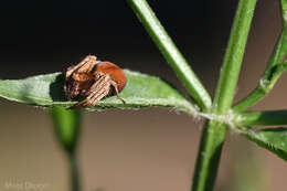 Image of Dicliptera cernua (Nees) J. C. Manning & Goldblatt