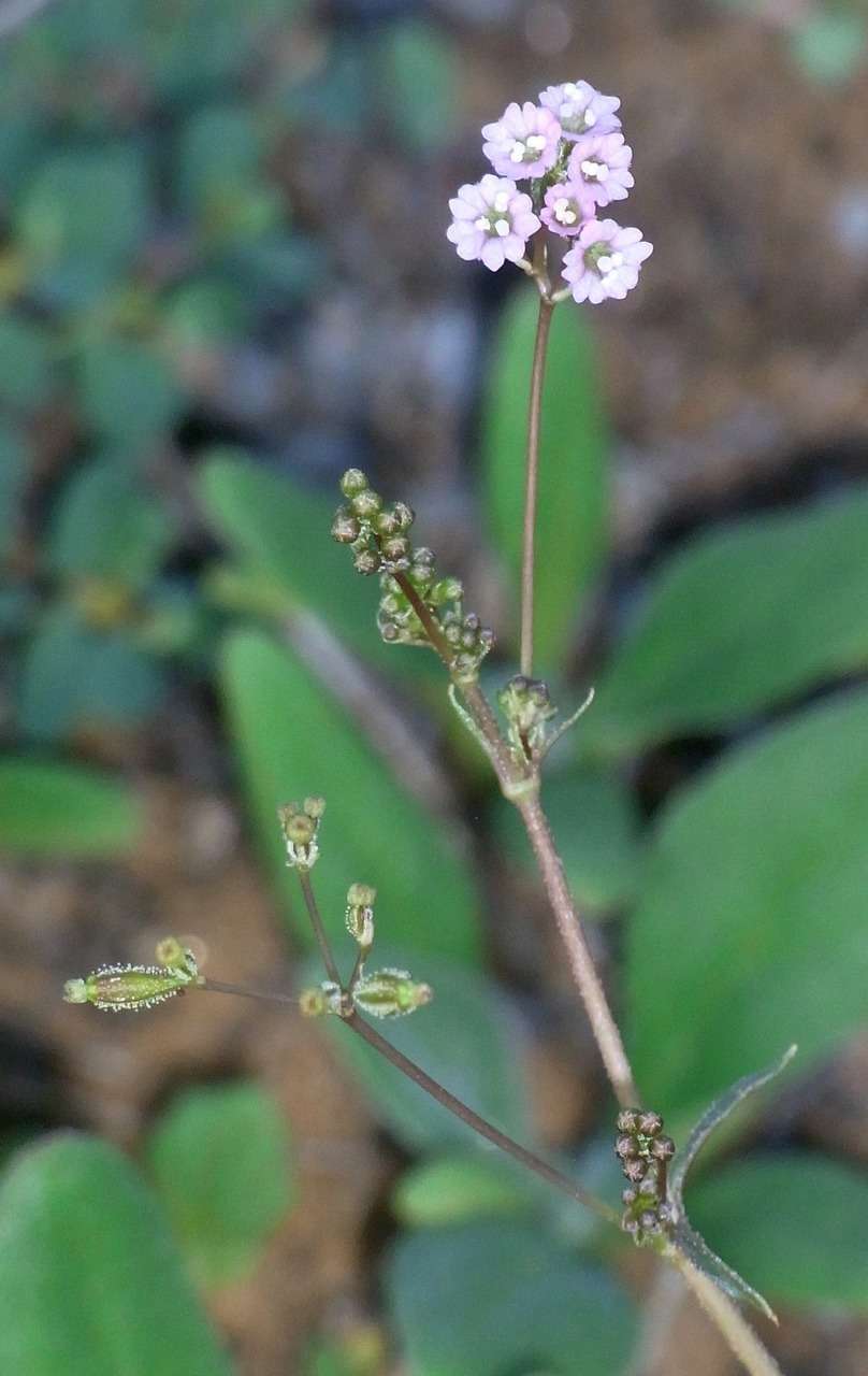 Image de Boerhavia dominii R. D. Meikle & H. J. Hewson