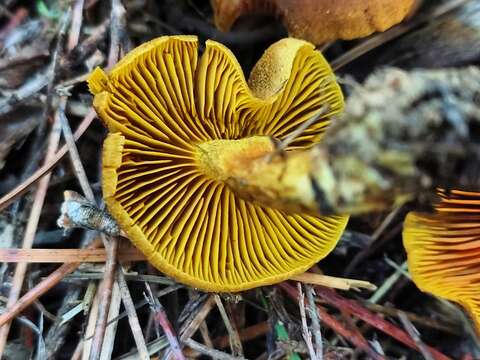 Image of Cortinarius croceus (Schaeff.) Gray 1821