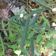 Desmodium arizonicum S. Watson resmi