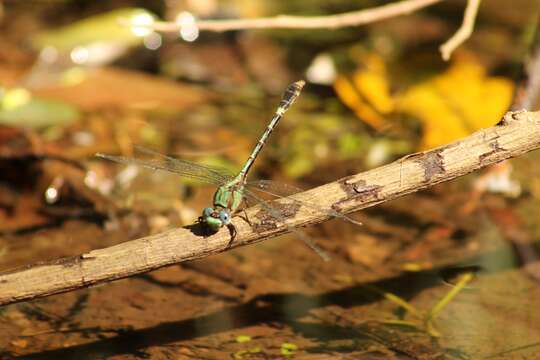 Imagem de Erpetogomphus boa Selys 1859