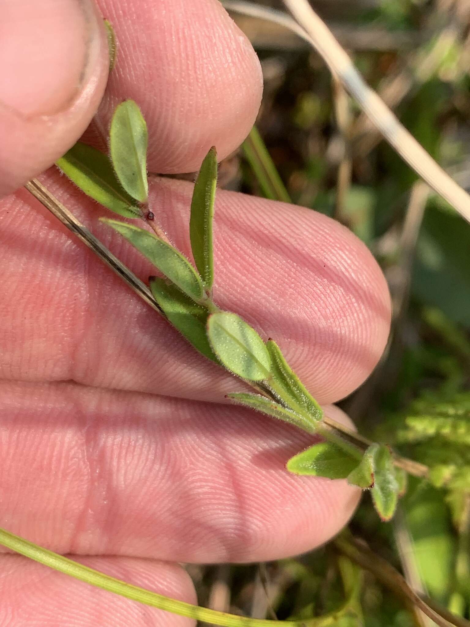 Image of Downy Willowherb