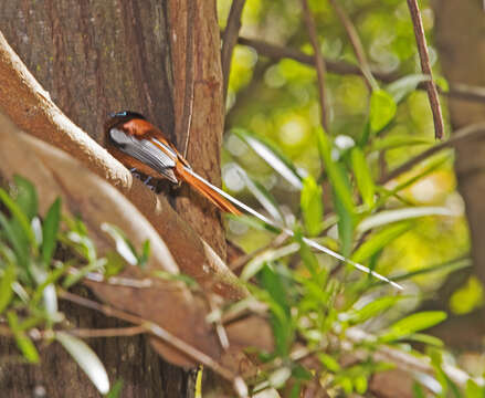 Image of Madagascar Paradise Flycatcher